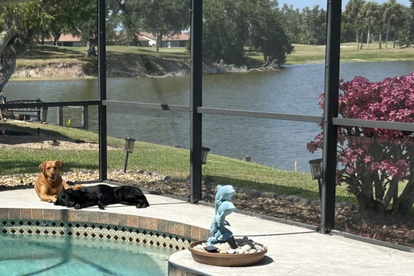 House sit in Sarasota, FL, US