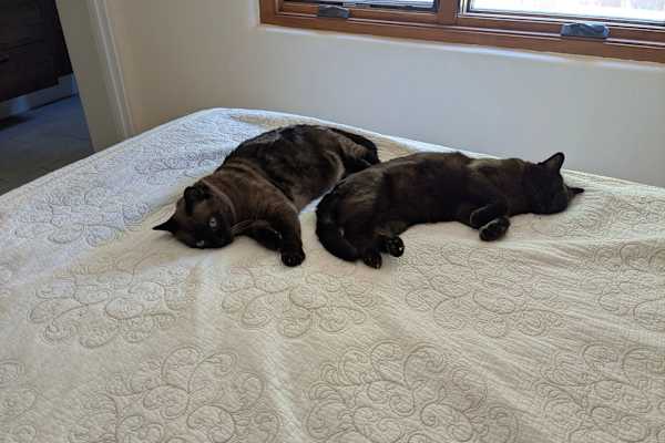 House sit in Santa Fe, NM, US