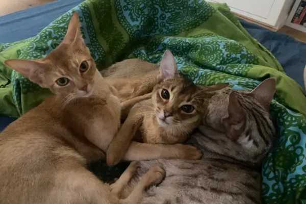 House sit in Brighton, United Kingdom