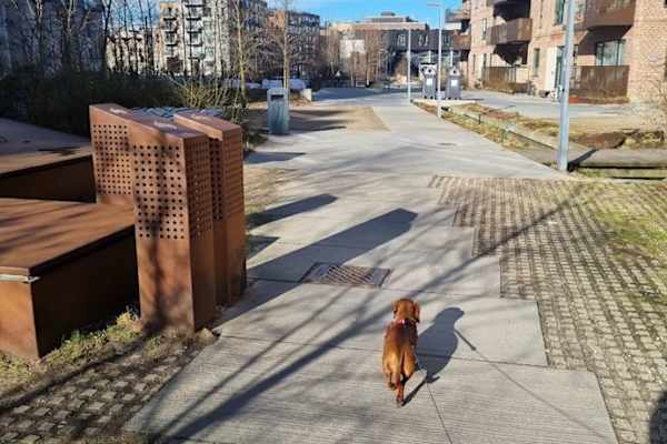 House sit in Copenhagen, Denmark