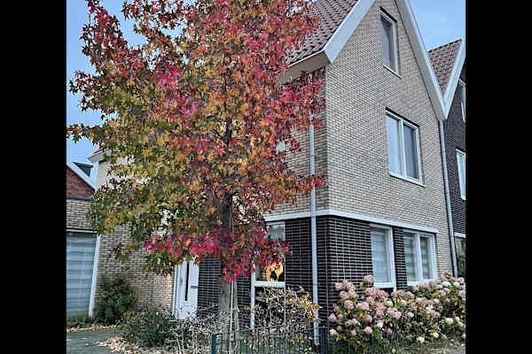 House sit in De Meern, Netherlands