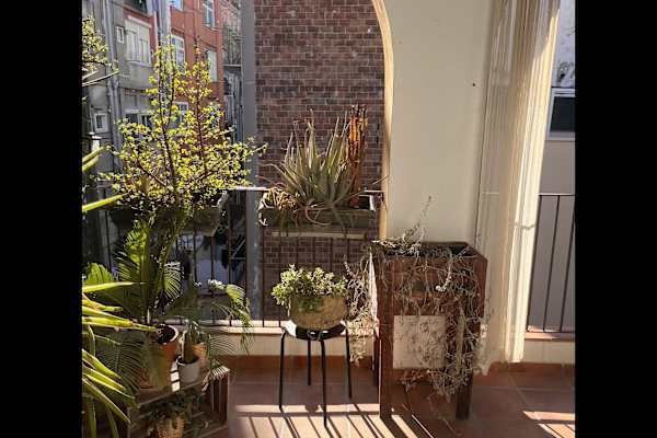 House sit in Barcelona, Spain