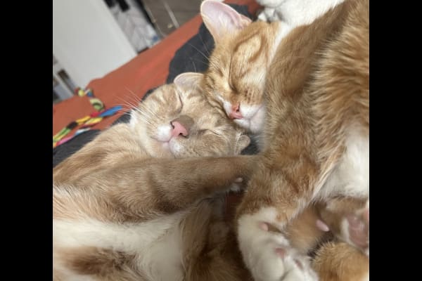 House sit in Brooklyn, NY, US