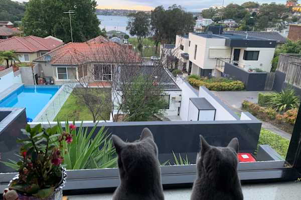 House sit in Sydney, NSW, Australia
