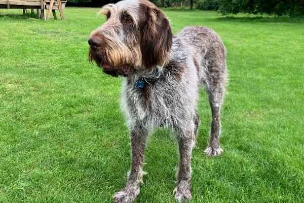 House sit in Diss, United Kingdom