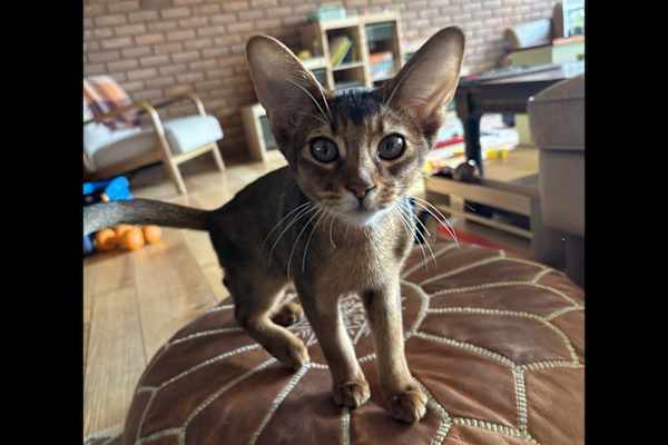 House sit in Norwich, United Kingdom