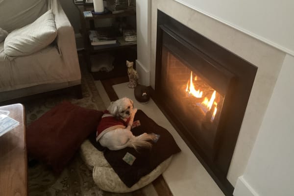 House sit in Toronto, ON, Canada
