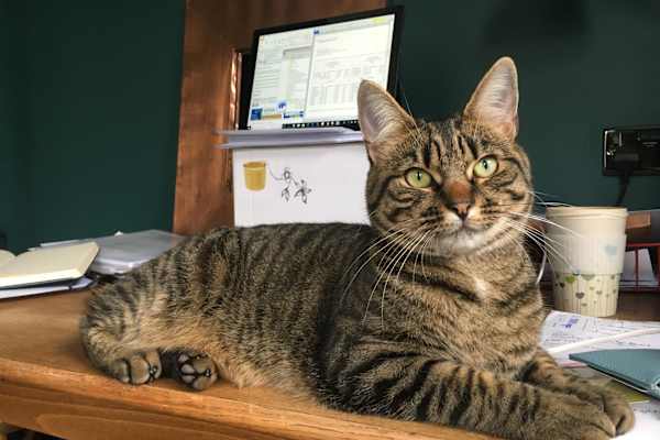 House sit in Pitlochry, United Kingdom