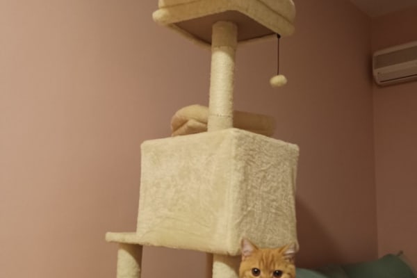 House sit in Barcelona, Spain