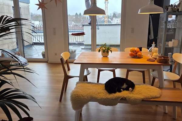 House sit in Darmstadt, Germany