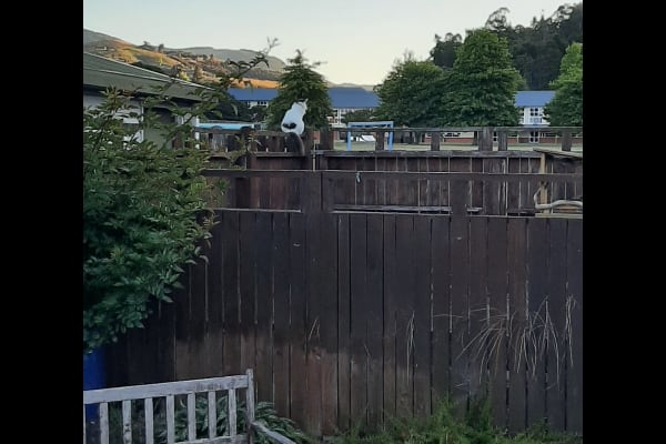 House sit in Nelson, New Zealand