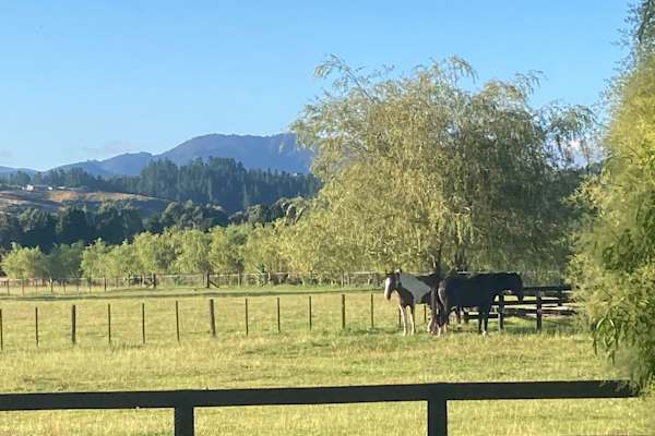 House sit in Upper Hutt, New Zealand