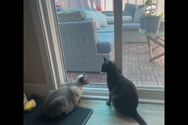 House sit in Cupertino, CA, US