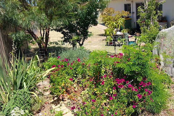 House sit in Yarloop, WA, Australia