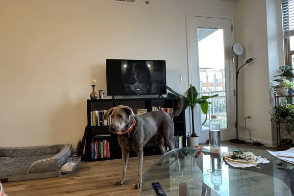 House sit in Washington, D.C., Washington, D.C., US