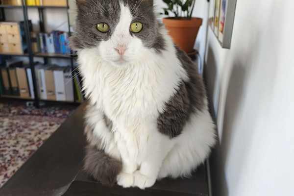 House sit in Thessaloníki, Greece