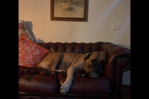 House sit in Byron Bay, NSW, Australia