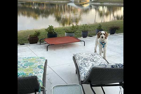 House sit in Naples, FL, US