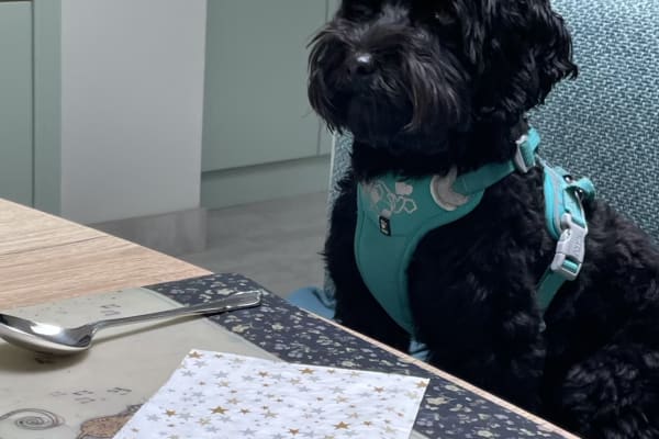 House sit in East Horsley Village, United Kingdom