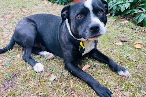 House sit in Melbourne, VIC, Australia