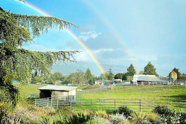 House sit in Petaluma, CA, US