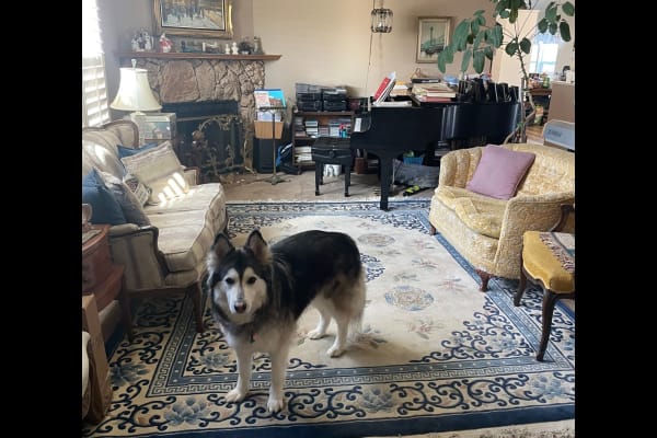 House sit in American Canyon, CA, US