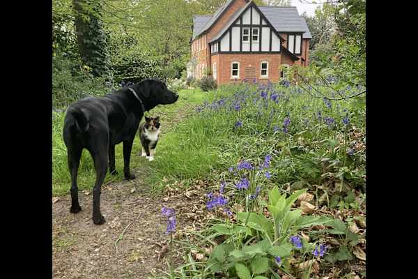 House sit in Wokingham, United Kingdom