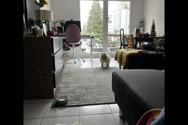 House sit in Luxembourg, Luxembourg