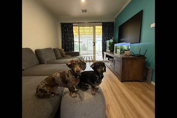House sit in Canberra, Australian Capital Territory, Australia