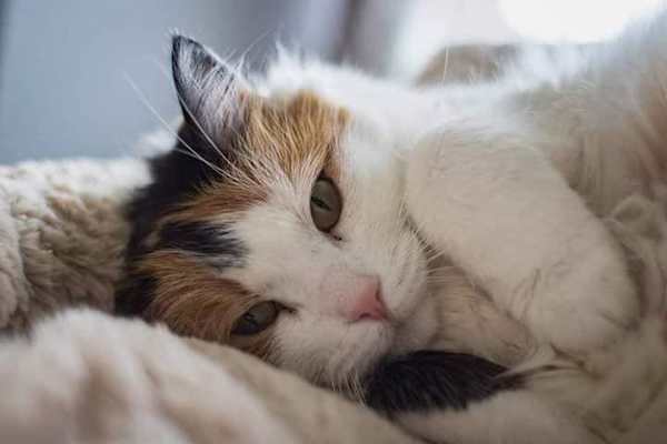 House sit in Dundee, United Kingdom