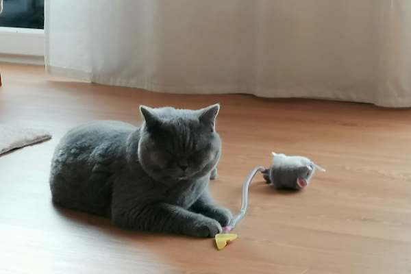 House sit in Pinneberg, Germany