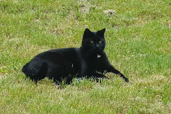 House sit in Maple Ridge, BC, Canada