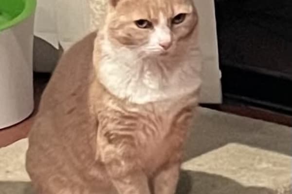 House sit in Sydney, NSW, Australia