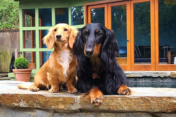 House sit in Los Angeles, CA, US