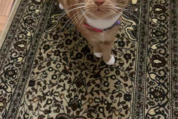 House sit in Manhattan, NY, US