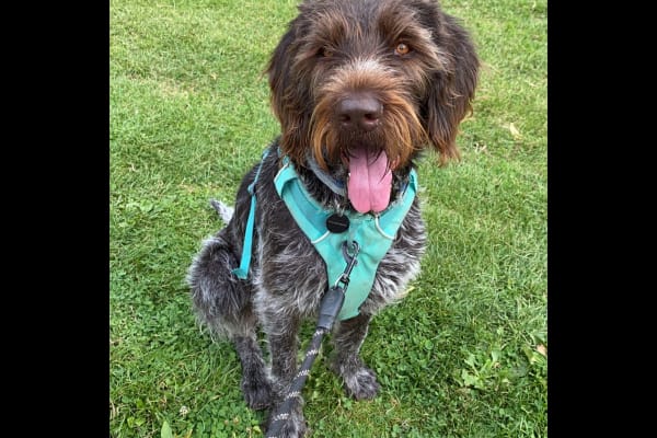 House sit in St Lawrence, Jersey