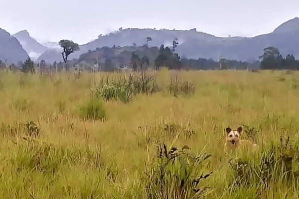 House sit in Volcán, Panama