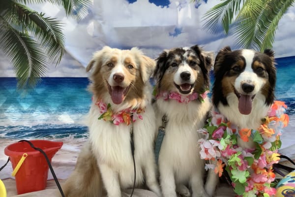 House sit in Saanich, BC, Canada