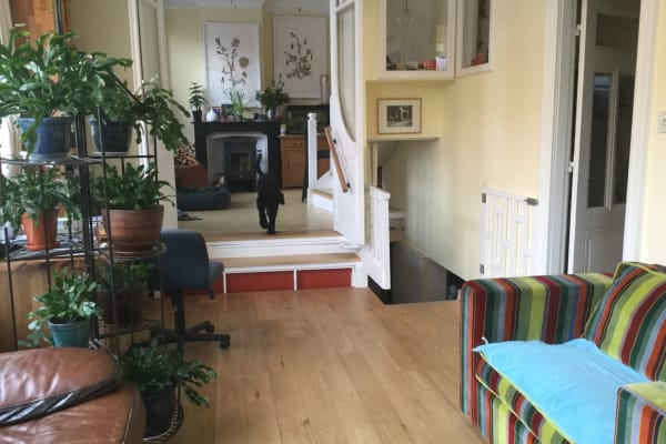 House sit in Amsterdam, Netherlands