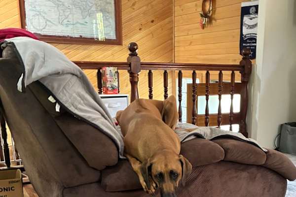 House sit in Tannum Sands, QLD, Australia