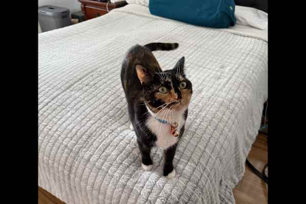 House sit in Perth, WA, Australia