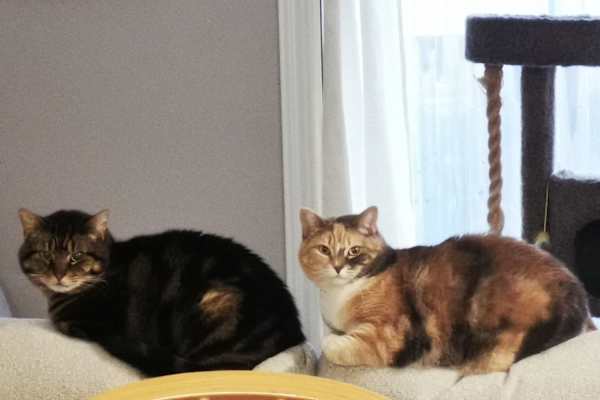 House sit in St. Catharines, ON, Canada