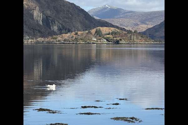 House sit in Taynuilt, United Kingdom