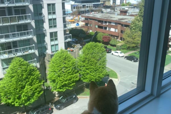 House sit in Vancouver, BC, Canada