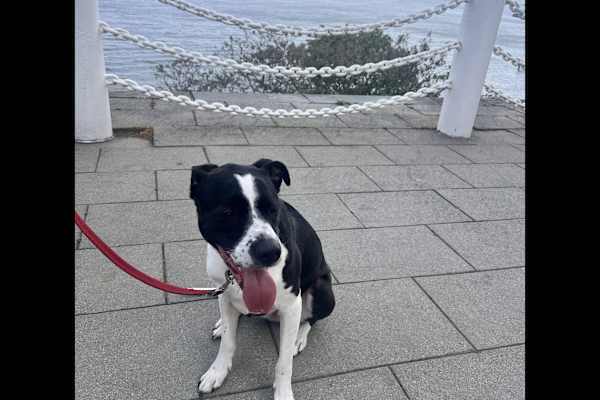 House sit in Hoboken, NJ, US