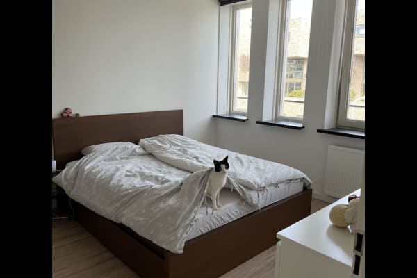 House sit in Scheveningen, Netherlands