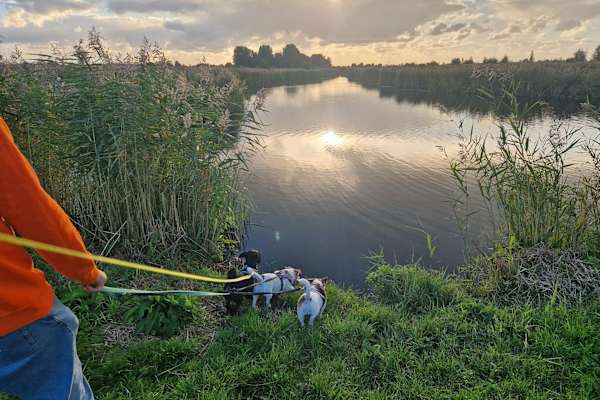 House sit in Koog aan de Zaan, Netherlands