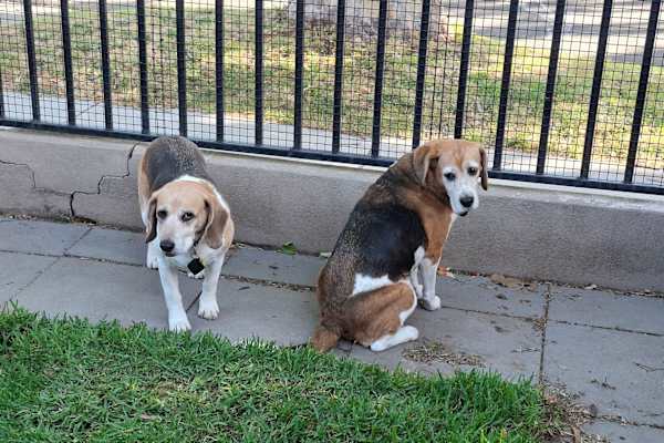 House sit in Melbourne, VIC, Australia