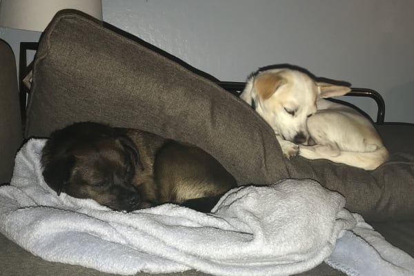 House sit in Alameda, CA, US