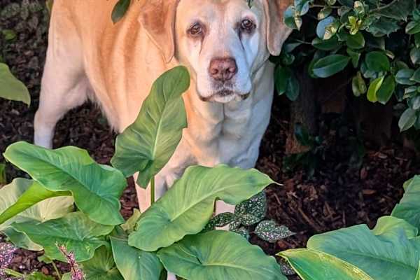 House sit in Windang, NSW, Australia